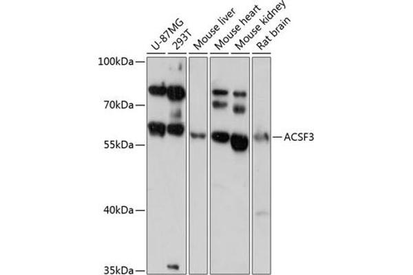 ACSF3 抗体  (AA 270-450)