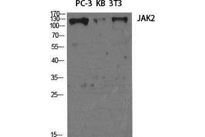 Western Blot (WB) analysis of specific cells using JAK2 Polyclonal Antibody. (JAK2 抗体  (Ser64))