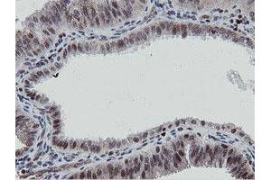 Image no. 2 for anti-Mitochondrial Intermediate Peptidase (MIPEP) (AA 174-516) antibody (ABIN1491016) (MIPEP 抗体  (AA 174-516))