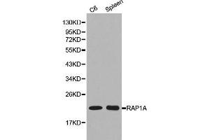 Western blot analysis of C6 cell and spleen cell lysate using RAP1A antibody. (RAP1A 抗体  (AA 50-150))