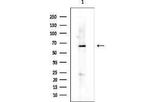 anti-Splicing Factor 3a, Subunit 2, 66kDa (SF3A2) antibody