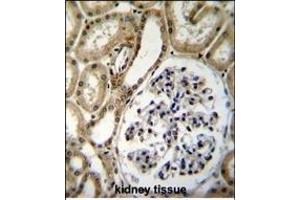 BRUNOL6 Antibody (N-term) (ABIN655660 and ABIN2845132) immunohistochemistry analysis in formalin fixed and paraffin embedded human kidney tissue followed by peroxidase conjugation of the secondary antibody and DAB staining. (CELF6 抗体  (N-Term))