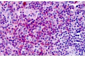 Anti-GPR30 antibody IHC staining of human spleen. (GPER 抗体  (Extracellular Domain))