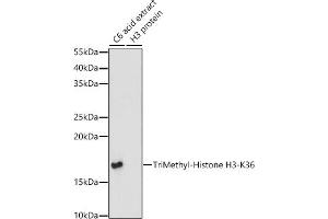 Western Blotting (WB) image for anti-Histone 3 (H3) (H3K36me3) antibody (ABIN3016039)
