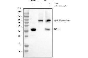 Immunoprecipitating (IP) Bcl-XL in A549 whole cell lysate. (BCL2L1 抗体  (AA 1-219))
