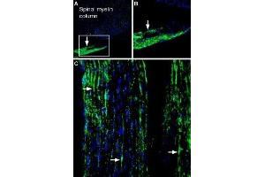 Expression of Periaxin in rat peripheral nerveImmunohistochemical staining of free floating frozen rat peripheral nerve sections using Anti-Periaxin Antibody (ABIN7043432, ABIN7044712 and ABIN7044713), (1:600).