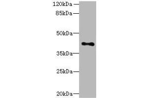 Western blot All lanes: HTR1E antibody at 3. (Serotonin Receptor 1E 抗体  (AA 203-291))