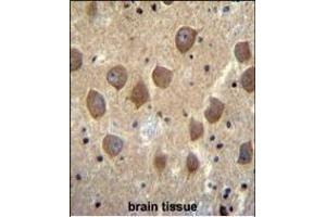 PCDHB3 Antibody (N-term) (ABIN656093 and ABIN2845436) immunohistochemistry analysis in formalin fixed and paraffin embedded human brain tissue followed by peroxidase conjugation of the secondary antibody and DAB staining. (PCDHB3 抗体  (N-Term))