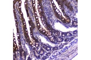 IHC testing of FFPE rat small intestine tissue with GDA antibody at 1ug/ml. (GDA 抗体)