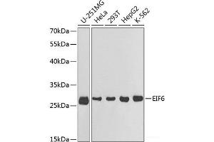 Western blot analysis of extracts of various cell lines using EIF6 Polyclonal Antibody at dilution of 1:1000. (EIF6 抗体)
