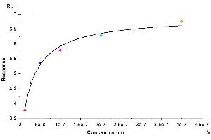 Human IL-2 R gamma, hFc Tag captured on CM5 Chip via Protein A can bind Human IL-2, No Tag with an affinity constant of 28. (IL2RG Protein (AA 23-254) (Fc Tag))