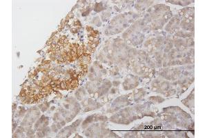 Immunoperoxidase of purified MaxPab antibody to STX1A on formalin-fixed paraffin-embedded human pancreas. (STX1A 抗体  (AA 1-251))