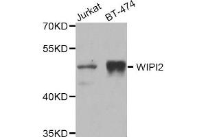 Western blot analysis of extracts of Jurkat and BT474 cell lines, using WIPI2 antibody.