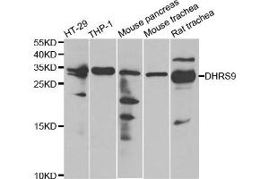 Western Blotting (WB) image for anti-Dehydrogenase/reductase (SDR Family) Member 9 (DHRS9) antibody (ABIN1980340) (DHRS9 抗体)