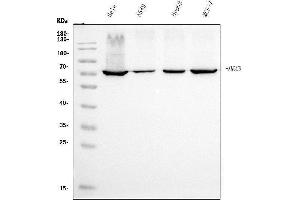 Western blot analysis of Ku70 using anti-Ku70 antibody (ABIN7602790).