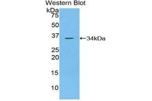 Western Blotting (WB) image for anti-Protein tyrosine Phosphatase, Receptor Type, J (PTPRJ) (AA 567-842) antibody (ABIN1860368) (PTPRJ 抗体  (AA 567-842))