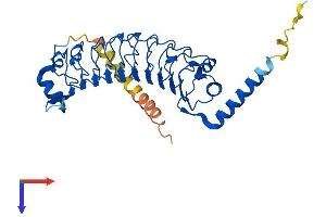 LRRC23 Protein (AA 1-340) (His tag)