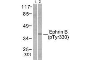 Western blot analysis of extracts from 293 cells treated with TNF-a 20ng/ml 30', using EFNB1/2 (Phospho-Tyr330) Antibody. (EFNB1/2 (AA 284-333), (pTyr330) 抗体)