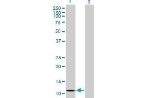 Western Blot analysis of VPREB3 expression in transfected 293T cell line by VPREB3 MaxPab polyclonal antibody. (VPREB3 抗体  (AA 1-123))