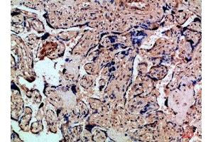 Immunohistochemical analysis of paraffin-embedded Human-placenta, antibody was diluted at 1:100 (CXCR1 抗体  (AA 1-50))