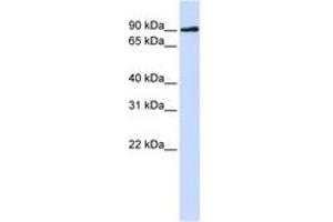 Image no. 1 for anti-DNA Cross-Link Repair 1C (DCLRE1C) (N-Term) antibody (ABIN6741095) (DCLRE1C 抗体  (N-Term))