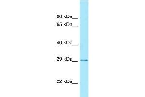 WB Suggested Anti-CDX2 Antibody Titration: 0. (CDX2 抗体  (Middle Region))