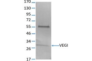 Image no. 1 for anti-Tumor Necrosis Factor (Ligand) Superfamily, Member 15 (TNFSF15) antibody (ABIN3071878)