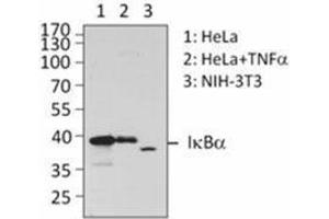 Western Blotting (WB) image for anti-IB-alpha antibody (ABIN2665062) (IB-alpha 抗体)