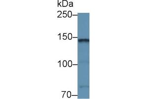 Western blot analysis of Mouse Cerebellum lysate, using Rabbit Anti-Mouse CNTN2 Antibody (1 µg/ml) and HRP-conjugated Goat Anti-Rabbit antibody (abx400043, 0. (CNTN2 抗体  (AA 802-1008))