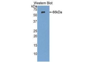 Western Blotting (WB) image for anti-Protease, serine, 8 (PRSS8) (AA 30-339) antibody (ABIN1860328) (PRSS8 抗体  (AA 30-339))
