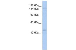 SKIV2L antibody used at 1 ug/ml to detect target protein. (SKIV2L 抗体)