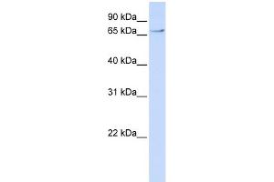 WB Suggested Anti-TCF7L2 Antibody Titration:  0. (TCF7L2 抗体  (N-Term))