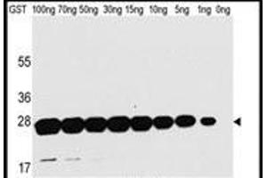 Western blot analysis of anti-GST Mab in recombinant GST protein. (GST 抗体)