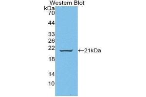 Western Blotting (WB) image for anti-Wingless-Type MMTV Integration Site Family, Member 11 (WNT11) (AA 204-349) antibody (ABIN1872353) (WNT11 抗体  (AA 204-349))