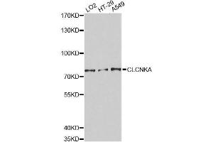 Western blot analysis of extracts of various cell lines, using CLCNKA Antibody. (CLCNKA 抗体  (AA 470-644))