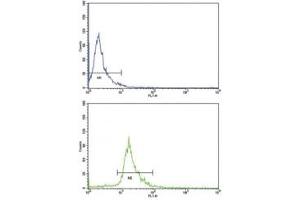 Flow cytometric analysis of NCI-H292 cells using CD105 antibody (bottom histogram) compared to a negative control (top histogram).
