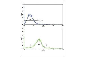 Flow cytometric analysis of hela cells using EDA Antibody (N-term)(bottom histogram) compared to a negative control cell (top histogram). (Ectodysplasin A 抗体  (N-Term))