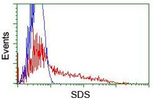 HEK293T cells transfected with either RC217814 overexpress plasmid (Red) or empty vector control plasmid (Blue) were immunostained by anti-SDS antibody (ABIN2455348), and then analyzed by flow cytometry. (serine Dehydratase 抗体)