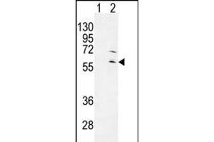 Western blot analysis of RPS6KL1 (arrow) using rabbit polyclonal RPS6KL1 Antibody (ABIN655281 and ABIN2844873). (RPS6KL1 抗体)