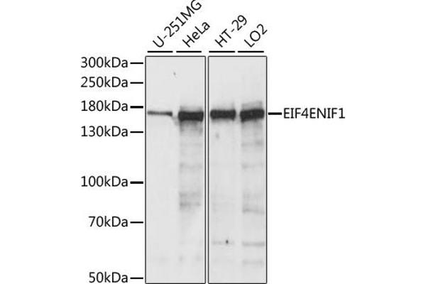 EIF4ENIF1 Antikörper  (AA 150-250)