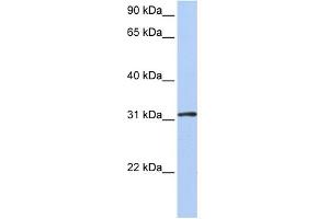 WB Suggested Anti-DRG1 Antibody Titration:  0. (DRG1 抗体  (Middle Region))