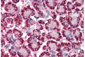 Immunohistochemistry (Formalin/PFA-fixed paraffin-embedded sections) of human pancreas with STEAP4 polyclonal antibody . (STEAP4 抗体  (N-Term))