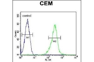 KCNV1 Antibody (N-term) (ABIN651972 and ABIN2840478) flow cytometric analysis of CEM cells (right histogram) compared to a negative control cell (left histogram). (KCNV1 抗体  (N-Term))