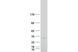 Western Blotting (WB) image for Proteasome (Prosome, Macropain) Subunit, beta Type, 1 (PSMB1) protein (Myc-DYKDDDDK Tag) (ABIN2729924)