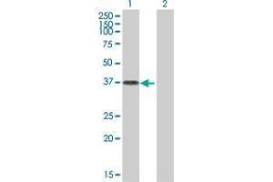 Western Blot analysis of OVOL2 expression in transfected 293T cell line by OVOL2 MaxPab polyclonal antibody. (OVOL2 抗体  (AA 1-275))