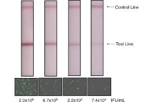 Lateral Flow Chromatographic Immunoassay (LFCIA) image for Lentivirus Titration XpressCard (ABIN2860641) (Lentivirus Titration XpressCard)