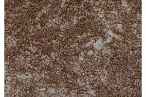 ABIN6276876 at 1/100 staining Mouse spleen tissue by IHC-P.