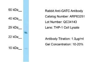 Western Blotting (WB) image for anti-Glutamyl-tRNA Amidotransferase, Subunit C (GATC) (N-Term) antibody (ABIN2789424) (GATC 抗体  (N-Term))