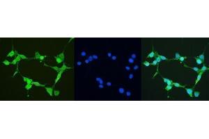 IF analysis of Thioredoxin TRX using anti-Thioredoxin TRX antibody (ABIN6719381). (TXN 抗体  (AA 2-105))