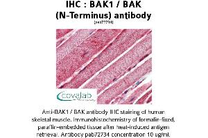 Image no. 2 for anti-BCL2-Antagonist/killer 1 (BAK1) (N-Term) antibody (ABIN1732215) (BAK1 抗体  (N-Term))